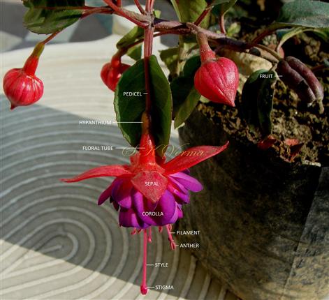  Flowering branch